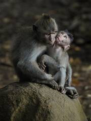 cute baby monkey with parent on rock in Bali, Indonesia