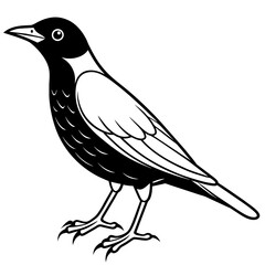 starling silhouette vector illustration