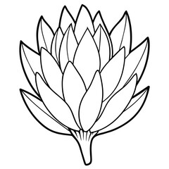 Beautiful Protea Flower Vector Illustrations Stunning Floral Graphics