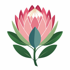 Beautiful Protea Flower Vector Illustrations Stunning Floral Graphics