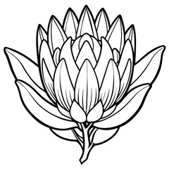 Beautiful Protea Flower Vector Illustrations Stunning Floral Graphics