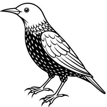 recommend clip art: starling silhouette vector illustration