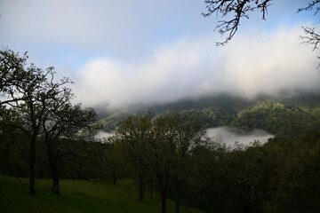 misty morning in the forest