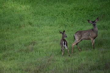 deer in the woods