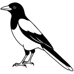 line art of a magpie