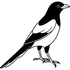 line art of a magpie