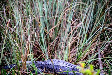 Selective focus on sawgrass in the swamp of the Florida Everglades with a defocused allegator in the background. 