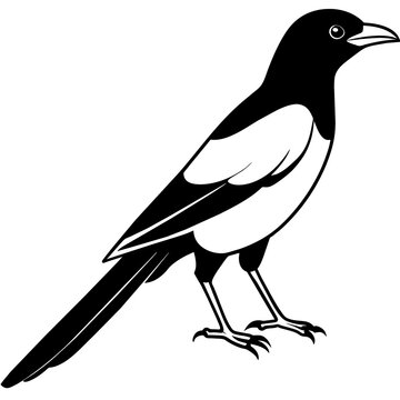 recommend clip art: line art of a magpie