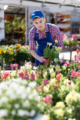 Male gardener takes care of potted flowers conillets (antirrhinum majus) in modern greenhouse