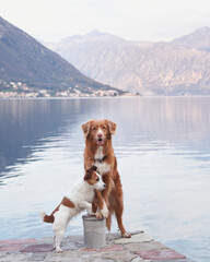 two dogs on the embankment, Jack Russell Terrier and Nova Scotia Duck Tolling Retriever stands alert by the lake, mountains stretching beyond - 775404479