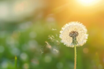 a dandelion with seeds flying away