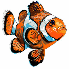 Clown fish, Amphiprion percula, vector illustration - obrazy, fototapety, plakaty
