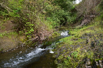 stream in the forest