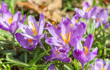 Beautiful purple spring crocuses in the garden in sunny day. Floral spring background with wild crocus flowers on meadow. Springtime, nature. Selective focus.