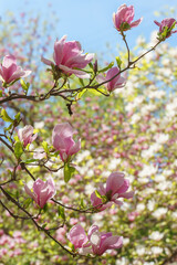 Blooming tree branch with pink Magnolia soulangeana flowers in park or garden on blue sky...