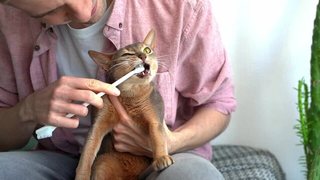 Toothbrush for animals. Caucasian white Man with a smile in a pink shirt and white t-shirt brushes teeth of a beautiful blue Abyssinian cat at home. Animal Hygiene and pet care concept. Closeup