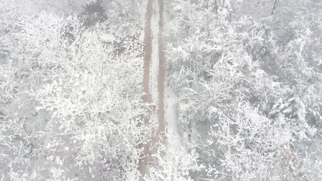 Drone View Over Snowy Forest Landscape. Cloudy Day with Fog.