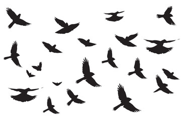 silhouettes flying birds Vector illustration