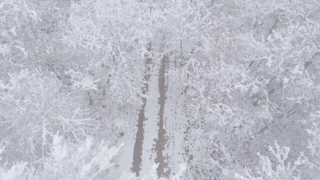 Drone View Over Snowy Forest Landscape. Cloudy Day with Fog.