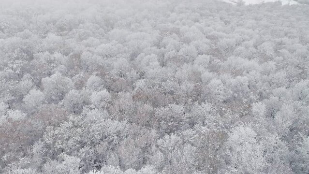 Drone View Over Snowy Forest Landscape. Cloudy Day with Fog.