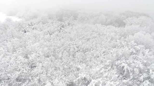 Drone View Over Snowy Forest Landscape. Cloudy Day with Fog.