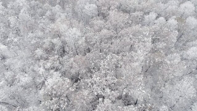 Drone View Over Snowy Forest Landscape. Cloudy Day with Fog.