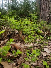 tropical forest