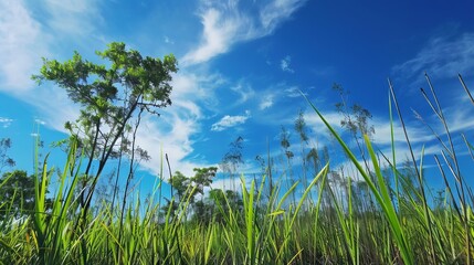 Fototapeta na wymiar peat swamp plant trees and vegetation against blue sky background