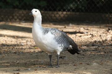 Oie blanche dans un parc animalier