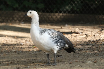 Oie blanche dans un parc animalier