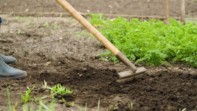 agricultural cultivation, rake garden tool, soil preparation gardening, caring for farmland, fertile soil tilling, earth maintenance, sustainable agriculture practices, organic farming soil, soil