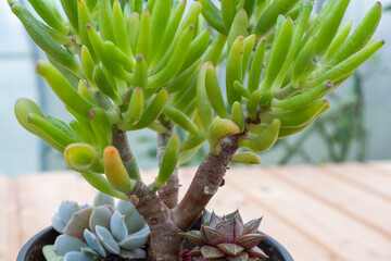Succulent crassula Gollum with green tubed leaves with bright red tips in a pot for publication,...