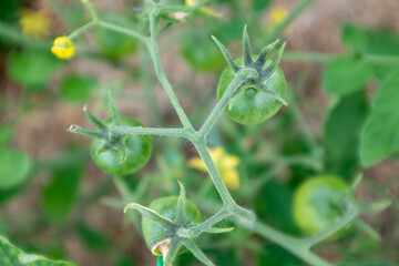 Yellow tomato flowers and young green tomatoes, close up. Growing tomatoes for publication, poster, screensaver, wallpaper, postcard, banner, cover, post, website. High quality photo