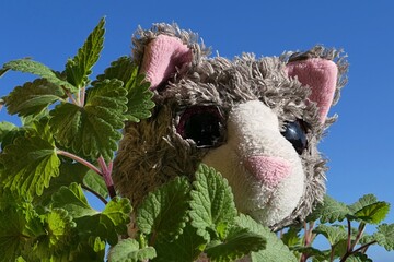 Detail of grey larky plush kitten hiding itself in spring leaves of cat attracting Catnip plant,...