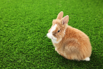 Cute fluffy pet rabbit on green grass. Space for text