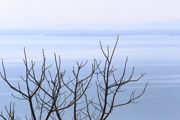 Tree branches with no leaves at all and the blue sea.