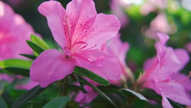 Pink flowers in bloom, pastel colours against bright sunrise sky. Golden sunbeams falling on beautiful flower. Bokeh pink blooming flower background. Spring Flowers
