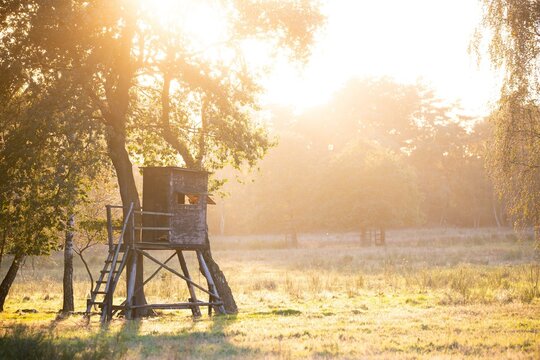 High seat in the light of the evening sun, at the edge of a forest in a meadow, Lower Rhine, Germany, Europe
