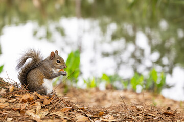 Squirrel on a tree