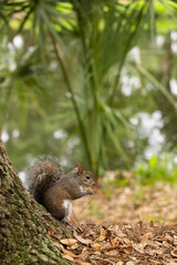 Squirrel on a tree