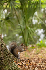 Squirrel on a tree