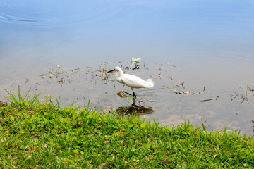 Beautiful white bird in the lake