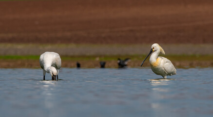 Eurasian Spoonbill (Platalea leucorodia) is a wetland bird that lives in suitable habitats in Asia, Europe and Africa. It is a rare species.
