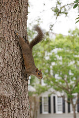 Squirrel on a tree