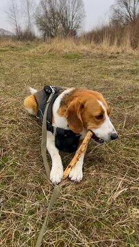 A three-colored dog enthusiastically gnaws a stick on a spring meadow. High quality. General plan
