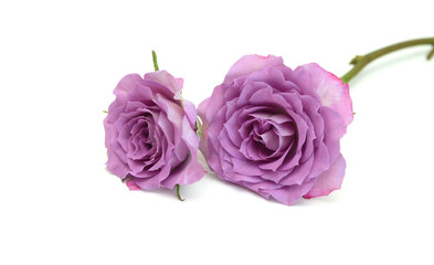 Pink rose isolated on white background. Deep focus.
