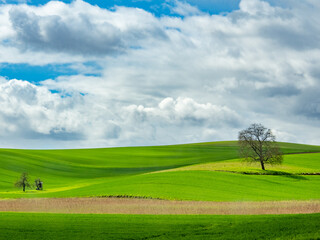 Baum in Hügellandschaft im Frühjahr