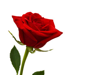 Red rose isolated on white background