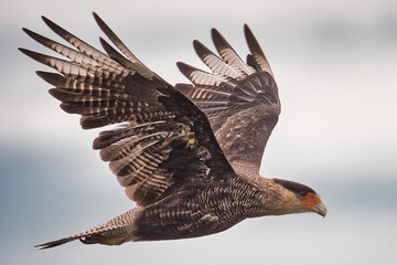 Surcando los cielos patagonicos 