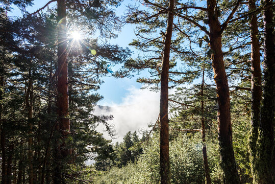 Sunlight piercing through pine forest with morning mist